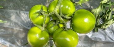 Tomates