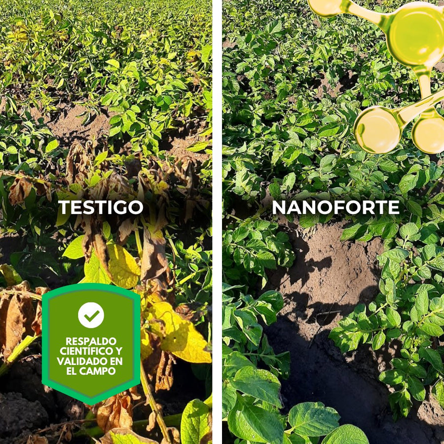 Resultados validados en campo